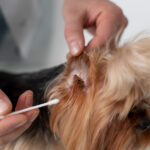Ear Cleaning