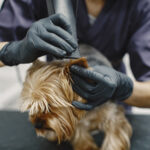 Face Trim